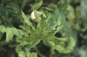 Feuille partiellement enroulée. </b>Virus de la mosaïque du concombre</b> (CMV, <i>Cucumber mosaic virus</i>)