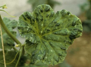 De nombreuses boursouflures de taille inégale sont réparties sur l'ensemble du limbe. <b>Virus des taches en anneaux du papayer</b> (<i>Papaya ringspot virus</i>, PRSV)

