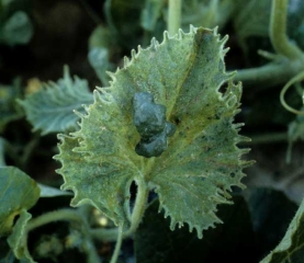 Feuille très dentelée sur laquelle s'observe aussi une grosse cloque. </b>Virus de la mosaïque jaune de la courgette </b>(<i>Zucchini yellow mosaic virus</i>, ZYMV)
