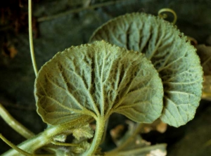 La périphérie du limbe de cette feuille de melon est dentelée, les ramifications des nervures forment des angles plus 'aigus'. <b>Phytotoxicité</b>