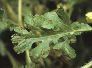 Discrètes taches brunes à noires sur feuilles de pastèque, en début d'évolution, confluentes par endroit. </b><i>Cladosporium cucumerinum</i></b>