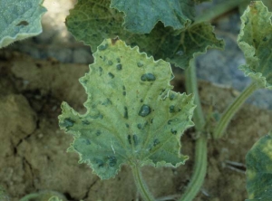 Cloques dont la coloration vert foncé contraste avec celle plus claire du reste du limbe conférant un aspect de mosaïque à la feuille de melon. <b>Virus de la mosaïque jaune de la courgette</b> (<i>Zucchini yellow mosaic virus</i>, ZYMV)