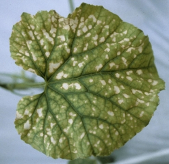  Feuille de melon manifestant un problème alimentaire. <b>Carences alimentaires</b>