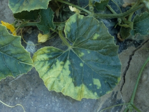  Jaunissement inter-nervaire homogène d'une partie d'une feuille. <b>Phytotoxicité</b> 