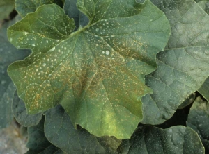 Multitude de petites taches nécrotiques conférant à la feuille de melon un aspect bronzé. <b>Phytotoxicité</b> (taches sur feuilles)