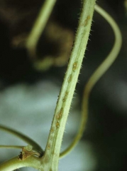 Plusieurs jeunes lésions huileuses, plus ou moins allongées,  portent un exsudat brun. <b><i>Colletotrichum orbiculare</i></b> (anthracnose)