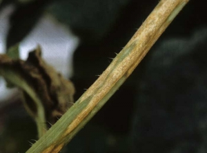 Plusieurs lésions allongées et contigües couvrent cette portion de tige. Elles ont une teinte rosée à saumon due à la présence de nombreuses structures gélatineuses (des acervules). <i><b>Colletotrichum orbiculare</b></i> (anthracnose)