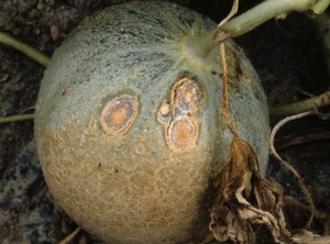 Quelques larges taches ovales, déprimées, sont visibles sur ce melon. Elles sont recouvertes de ponctuations noires et de masses gélatineuses rose saumon (des acervules). <b><i>Colletotrichum orbiculare</i></b> (anthracnose)