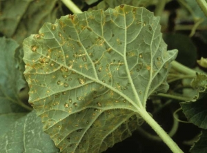  Ces taches nécrotiques sont d'abord huileuses ; par la suite elles conservent un halo graisseux visible à la face inférieure des feuilles. <b>Virus de la criblure du melon</b> (<i>Melon necrotic spot virus</i>, MNSV)