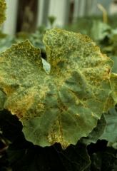 Ultérieurement, les lésions s'étendent pour donner des taches nécrotiques couleur rouille. <b>Virus de la criblure du melon</b> (<i>Melon necrotic spot virus</i>, MNSV)