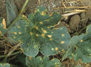 Plusieurs taches parsèment le limbe de cette feuille de melon. Ces taches plutôt nécrotiques sont beiges au centre et brunes en périphérie. <b>Phytotoxicité</b>