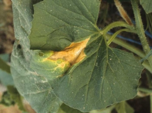 Une  plage beige à jaunâtre, plus ou moins bien délimitée, est visible sur cette feuille de melon. <b>Phytotoxicité</b> 