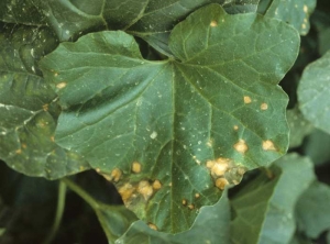 Des taches circulaires et beiges, plus brunes en périphérie, se sont formées à l'extrémité de cette feuille de melon. <b>Brûlures solaires foliaires</b>