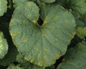 Plusieurs taches plutôt rondes, parfois angulaires, vert clair et légèrement huileuses à chlorotiques, se forment à la face supérieure d'une feuille de melon. <b><i>Pseudoperonospora cubensis</i></b> (mildiou)