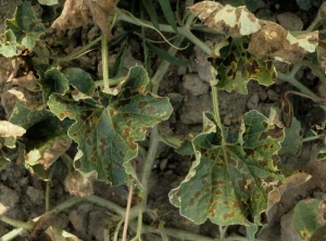 Les nombreuses taches brunes et nécrotiques formées sur ces feuilles entrainent leur déformation. <b><i>Pseudoperonospora cubensis</i></b> (mildiou)