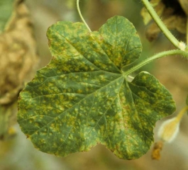  Feuille de melon couverte de petites taches jaunes parfois nécrotiques. <b>Réaction physiologique (hypersensibilité)</b>