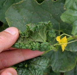 L'observation de la face inférieure des feuilles enroulées permet de constater la présence de <b>pucerons</b> à différents stades.