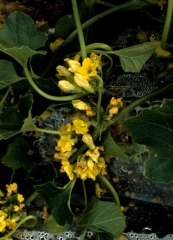 Bouquets de fleurs mâles répartis sur la tige principale d'un plant de melon. <b>Excès de fleurs mâles</b>