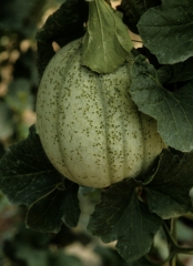 Fruit de melon couvert de nombreuses 'ponctuations' huileuses. <b>Intumescences</b>