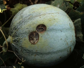 botrytis_melon_DB_339