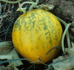 Mosaïque verte bien visible sur fruit mûr. <b>Virus de la mosaïque du concombre</b> (<i>Cucumber mosaic virus</i>, CMV) + <b>virus de la mosaïque de la pastèque</b> (<i>Watermelon mosaic virus</i>, WMV)