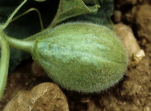 Les fruits de melon affectés par le <b>virus de la mosaïque jaune de la courgette</b> (<i>Zucchini yellow mosaic virus</i>, ZYMV), en plus d'être mosaïqués, sont aussi plus ou moins bosselés et déformés.