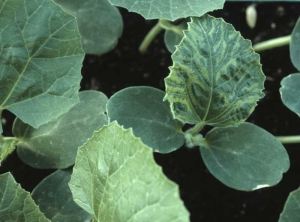 Plantule de melon dont les tissus inter-nervaires de la première feuille sont décolorés ; celle-ci montre un vein banding marqué. Cette plantule virosée est issue d'une graine contaminée. <b>Virus de la mosaïque de la courge</b> (<i>Squash mosaic virus</i>, SqMV)