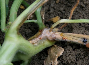 <b><i>Fusarium oxysporum</i> f. sp. <i>melonis</i></b> sur melon