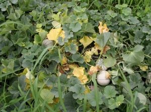 La fusariose est maintenant bien en place sur  ce pied de melon. Plusieurs feuilles sont maintenant entièrement jaunes, certaines ont flétri et se sont plus ou moins desséchées. <b><i>Fusarium oxysporum</i> f. sp. <i>melonis</i></b>