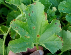 Des petites taches nécrotiques brunes, humides puis chlorotiques en périphérie, sont visibles sur cette feuille de melon. <b><i>Pseudomonas syringae</i> pv. <i>aptata</i></b> (brûlure bactérienne)