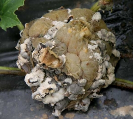 Ce melon entièrement pourri est quelque peu déformé, ratatiné, et couvert de sclérotes plus ou moins matures. <i><b>Sclerotinia sclerotiorum</b></i>. (sclérotiniose)