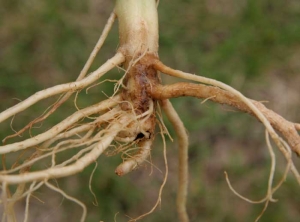 Une partie du pivot et de quelques racines principales de ce système racinaire sont altérés par <i><b>Thielaviopsis basicola</b></i>. (pourriture noire)