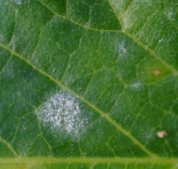 Aspect d'une jeune colonie mycélienne de <i><b>Podosphaera xanthii</b></i> ou de <i><b>Golovinomyces cichoracearum</b></i> se développant sur une feuille de melon. (oïdium)