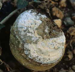 En retournant ce fruit, on constate qu'une pourriture sombre s'est développée sur la zone au contact du sol. Les tissus sont plus ou moins effondrés, et une moisissure blanchâtre à rose la recouvre presque totalement. <b><i>Fusarium solani</i> f. sp. <i>cucurbitae</i></b>