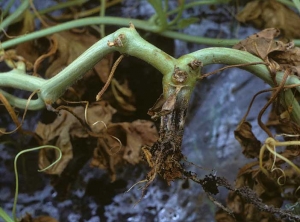 Les racines de ce pied de melon se sont décomposées et ont disparu, c'est au tour du collet d'avoir le même sort. <b><i>Phytophthora capsici</i></b>