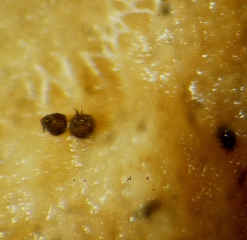 Aspect à la loupe binoculaire de quelques pycnides de <i><b>Pyrenochaeta lycopersici</b></i> formées sur des racines. (racines liégeuses)