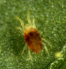 <i><b>Tetranychus urticae</b></i> de couleur rouge. (acarien tisserand)