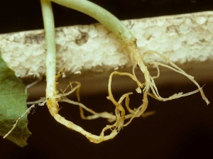 Les racines de ces 2 plants de melon sont plus ou moins jaunes à brunes. Le diamètre de leur collet est quelque peu rétréci. <b><i>Pythium </i>sp.</b>