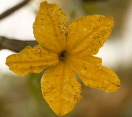 Des thrips et plusieurs lésions nécrotiques blanchâtres sont visibles sur cette fleur de concombre. <b><i>Frankliniella occidentalis</i></b>