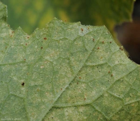 Détail de lésions chlorotiques à la face inférieure du limbe et présence d'acariens.<i><b>Tetranychus urticae</b></i> (tetranique tisserand)