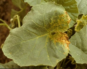 La concentration des lésions s'est faite sur la zone du limbe à proximité du pétiole. Celles-ci, d'abord chlorotiques, se sont nécrosées et ont pris une teinte brune. <b>Virus de la criblure du melon</b> (<i>Melon necrotic spot virus</i>, MNSV)