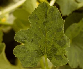 Des zones de tissus plus ou moins larges et de couleur verte, contigües aux nervures, confèrent à cette feuille un aspect mosaïqué (vein banding). <b>Virus de la mosaïque de la pastèque</b> (<i>Watermelon mosaic virus</i>, WMV)