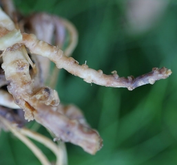 Les radicelles de cette racine ont disparu. Une lésion brun sombre la ceinture sur plusieurs centimètres. <i><b>Monosporascus</i> sp.</b> en complexe avec <i>Phomopsis sclerotioides</i>