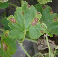 De larges lésions nécrotiques parsèment cette feuille de melon. Certaines sont constituées de taches confluentes. <b><i>Pseudomonas syringae</i> pv. <i>aptata</i></b> (brûlure bactérienne)