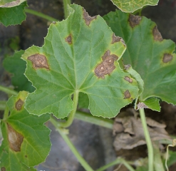 De larges lésions nécrotiques parsèment cette feuille de melon. Certaines sont constituées de taches confluentes. <b><i>Pseudomonas syringae</i> pv. <i>aptata</i></b> (brûlure bactérienne)