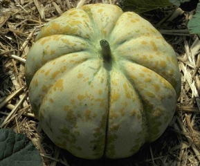 Cantalupensis2