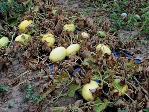 Toutes les feuilles de ces pieds de melon ont été détruites par le mildiou. <i><b>Pseudoperonospora cubensis</b></i>