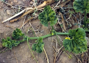 Sur cette extrémité de rameau, toutes les feuilles sont fortement mosaïquées et déformées (chiffonnées, cloquées...). <b>Virus de la mosaïque de la pastèque</b> (<i>Watermelon mosaic virus</i>, WMV)