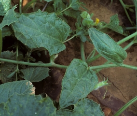 Plusieurs feuilles de ce pied de melon sont plus étroites, lancéolées et quelque peu mosaïquées. <b>Virus de la mosaïque de la courge</b> (<i>Squash mosaic virus</i>, SqMV)