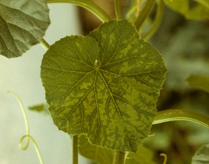 Une décoloration internervaire du limbe se met progressivement en place, seuls d'étroits secteurs à proximité des nervures restent verts et sont à l'origine de l'appellation 'vein banding'. <b>Virus de la mosaïque de la courge</b> (<i>Squash mosaic virus</i>, SqMV)